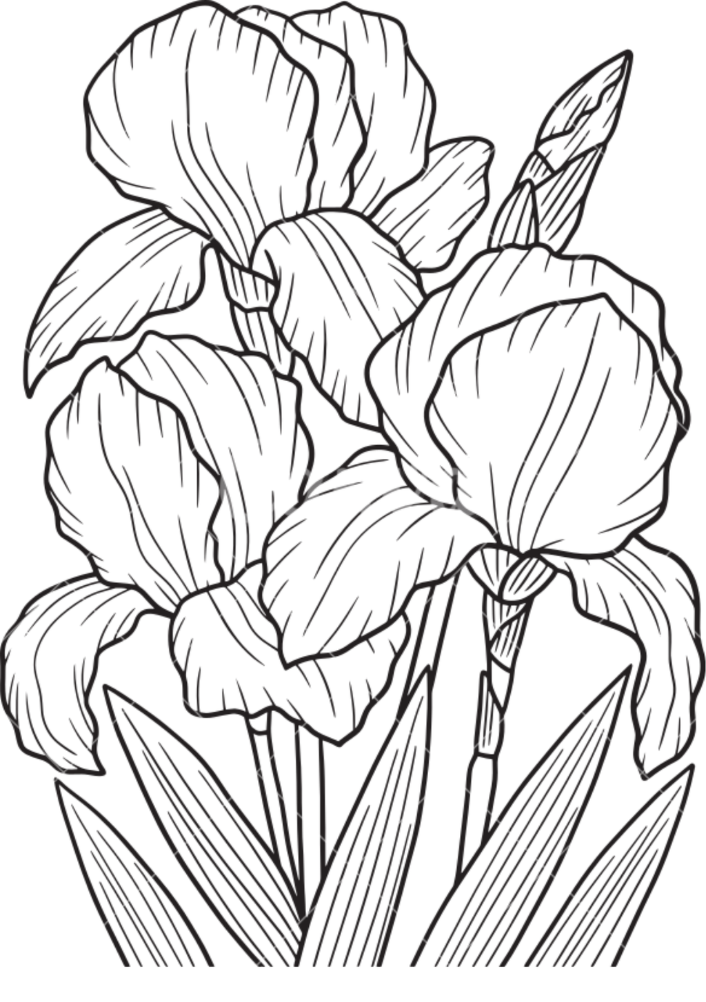 Vibrant Floral Coloring Set