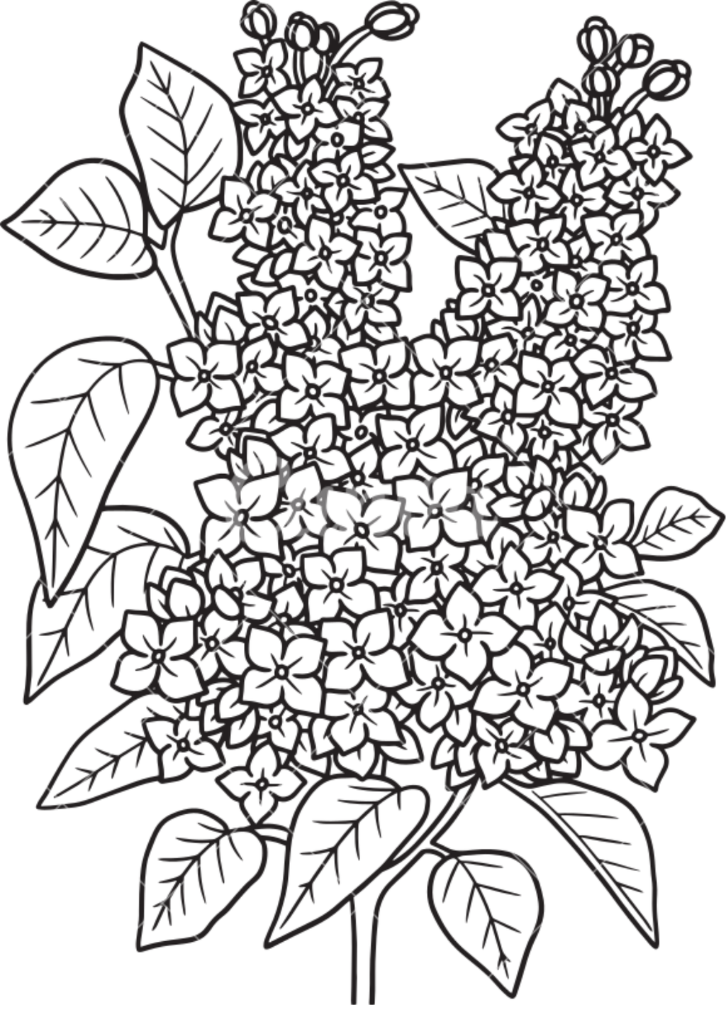 Vibrant Floral Coloring Set