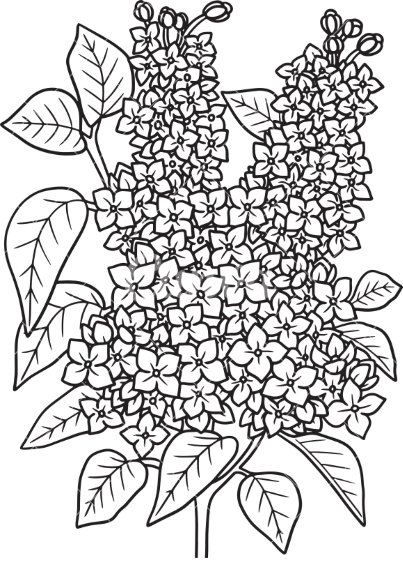 Vibrant Floral Coloring Set