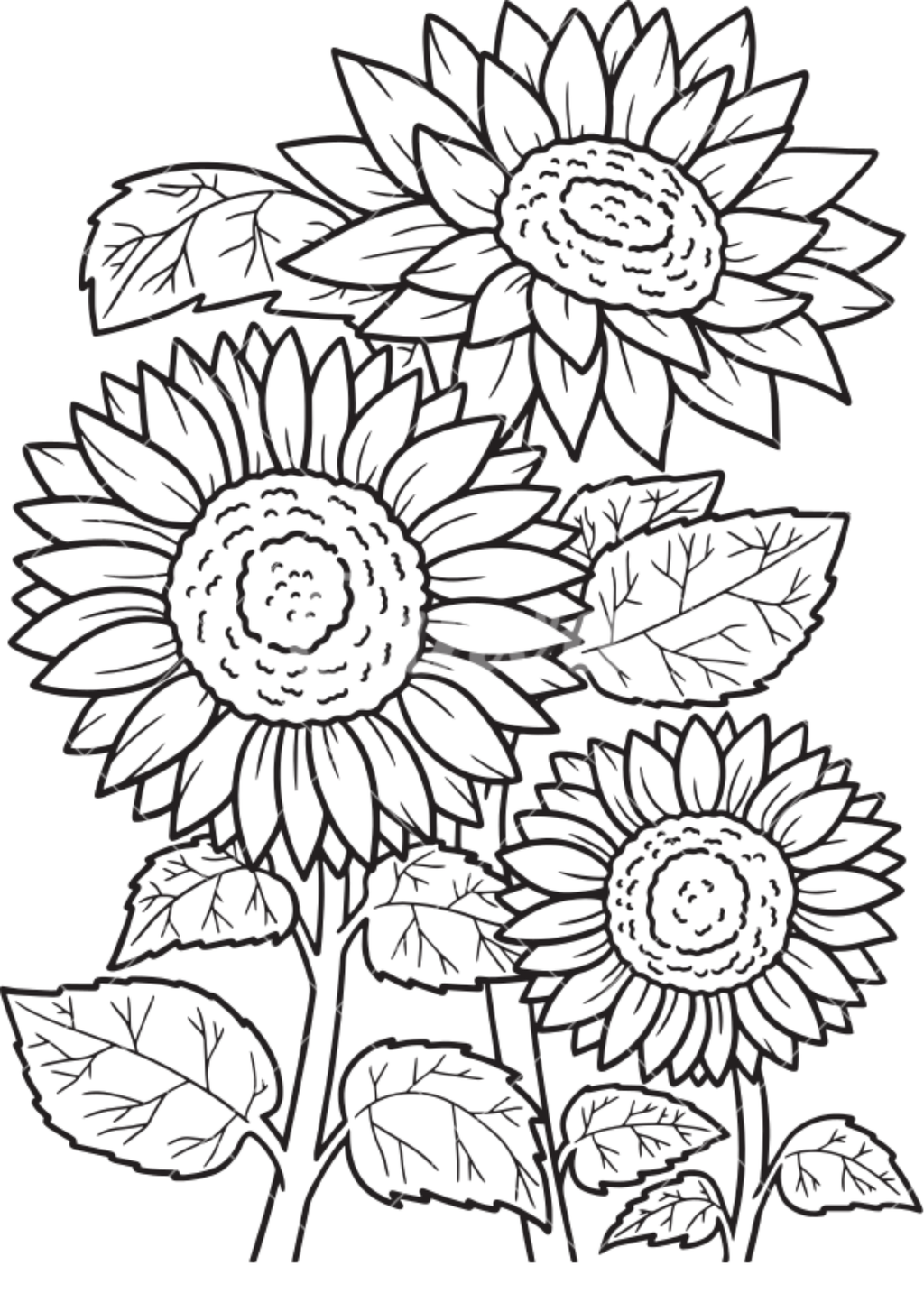 Vibrant Floral Coloring Set