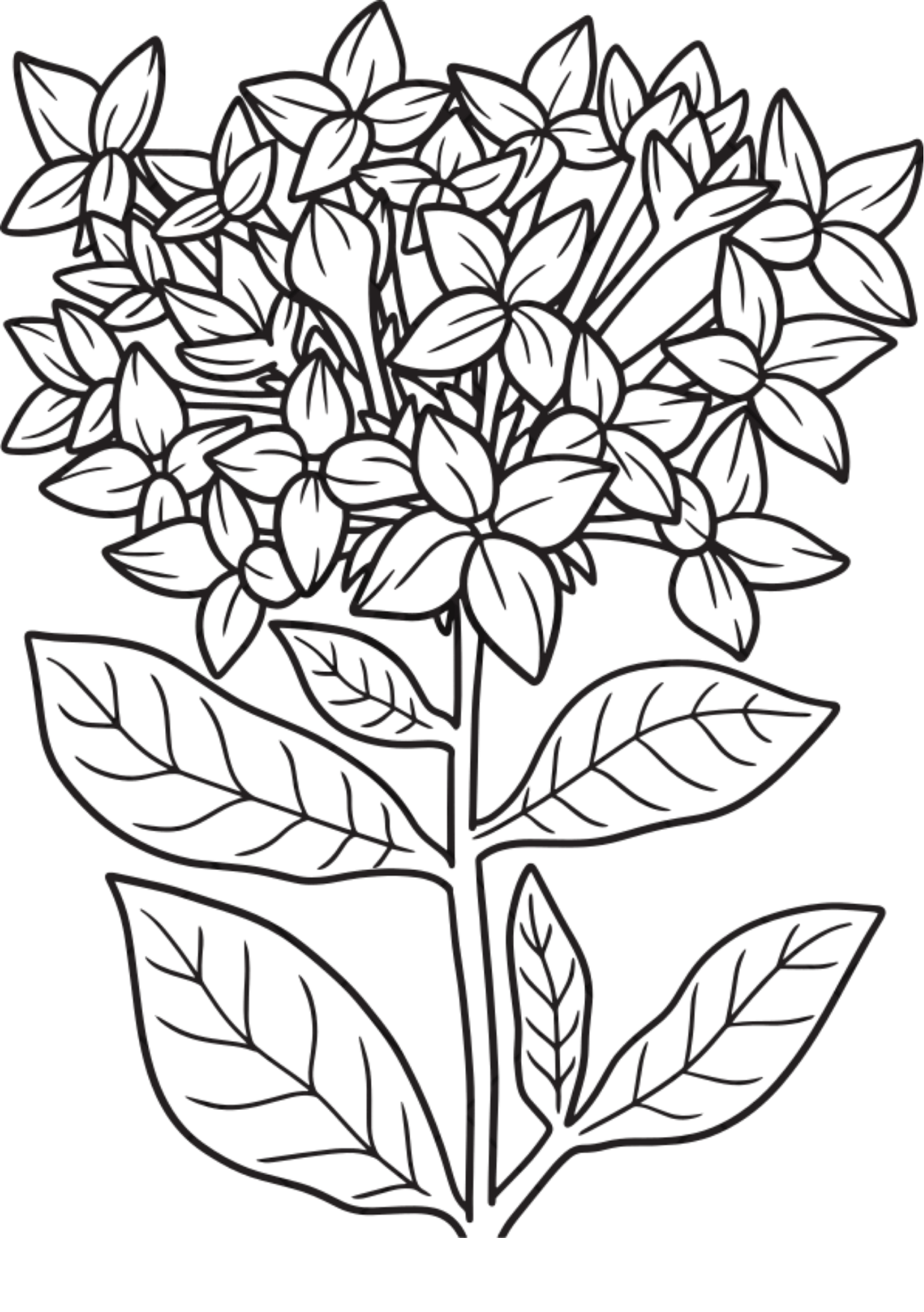 Vibrant Floral Coloring Set