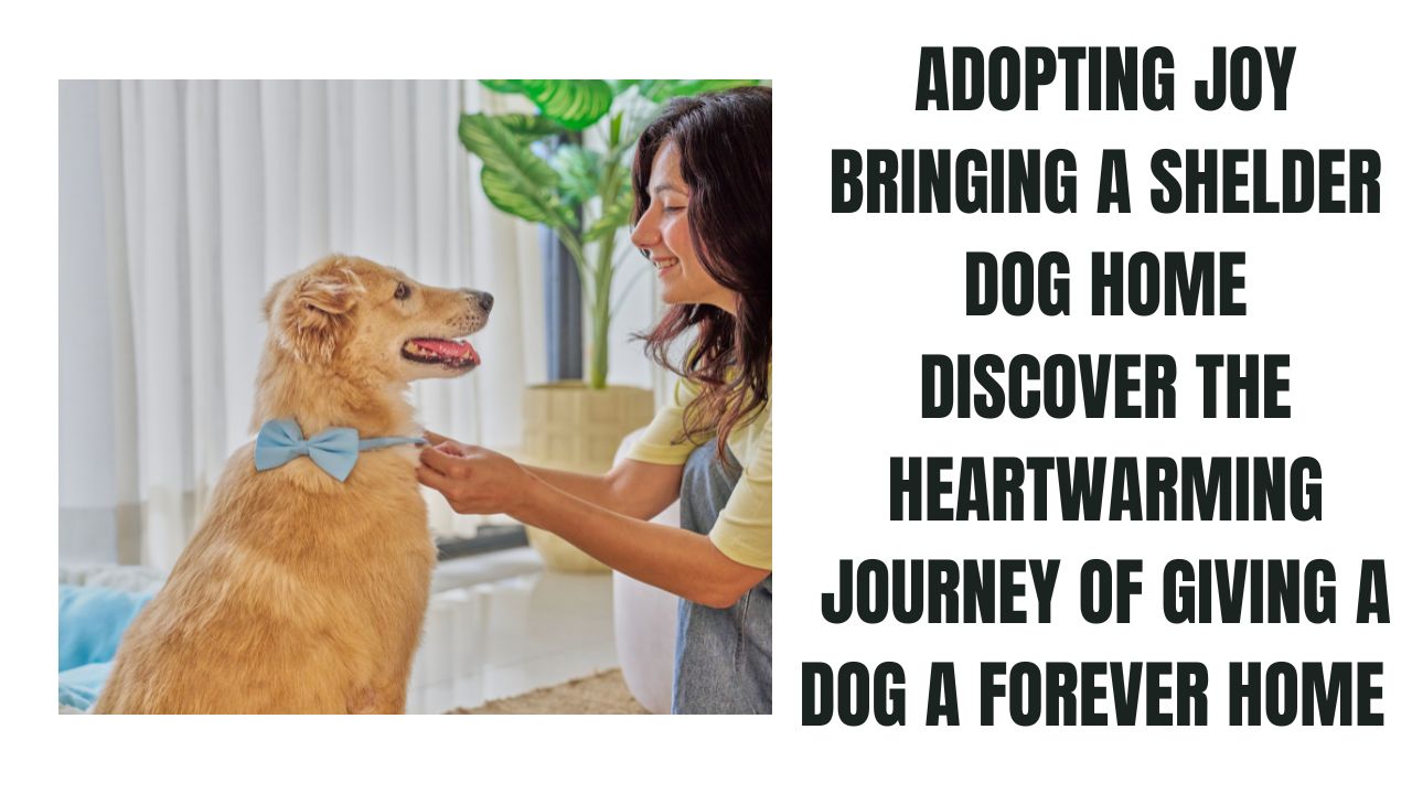 Adopting Joy Bringing a Shelter Dog Home