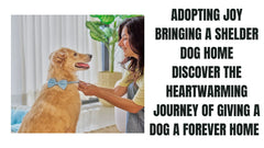 Adopting Joy Bringing a Shelter Dog Home