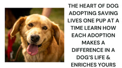 Transforming Lives Through Dog Adoption