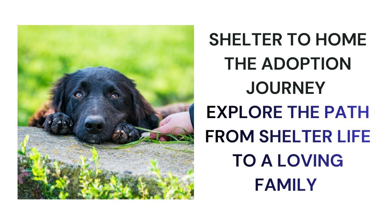 From Shelter to Forever Home