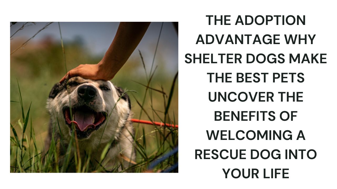 The Adoption Advantage Why Shelter Dogs Make the Best Pets