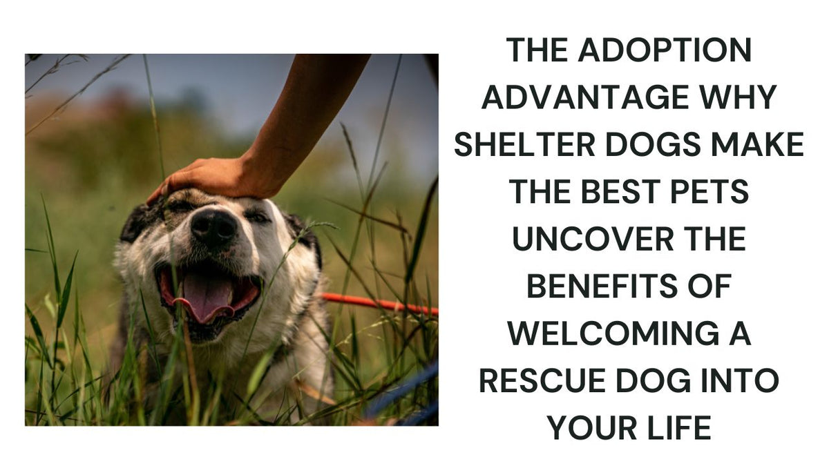 The Adoption Advantage Why Shelter Dogs Make the Best Pets
