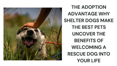 The Adoption Advantage Why Shelter Dogs Make the Best Pets