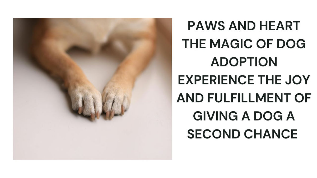Paws and Heart The Magic of Dog Adoption