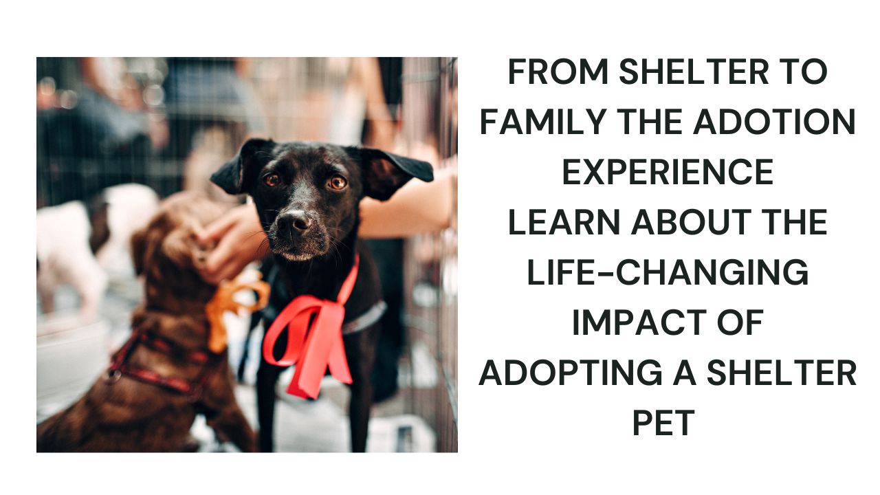 From Shelter to Family Adoption Experience