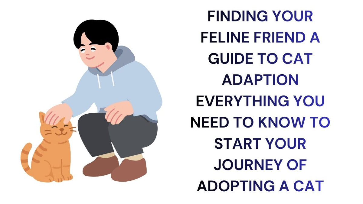 Finding Your Feline A Guide to Cat Adoption