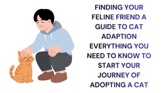 Finding Your Feline A Guide to Cat Adoption