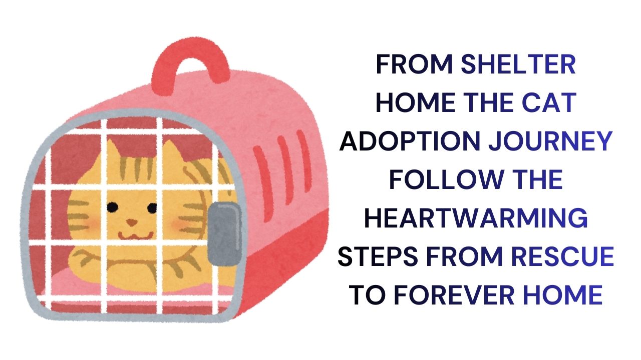 From Shelter to Home The Cat Adoption Journey