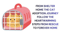 From Shelter to Home The Cat Adoption Journey