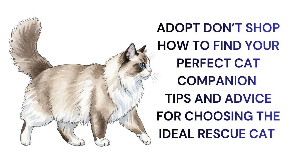 Adopt Don't Shop Finding Your Perfect  Rescue Cat