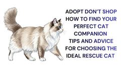 Adopt Don't Shop Finding Your Perfect  Rescue Cat