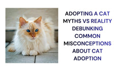 Adopting a Cat Myths vs Reality