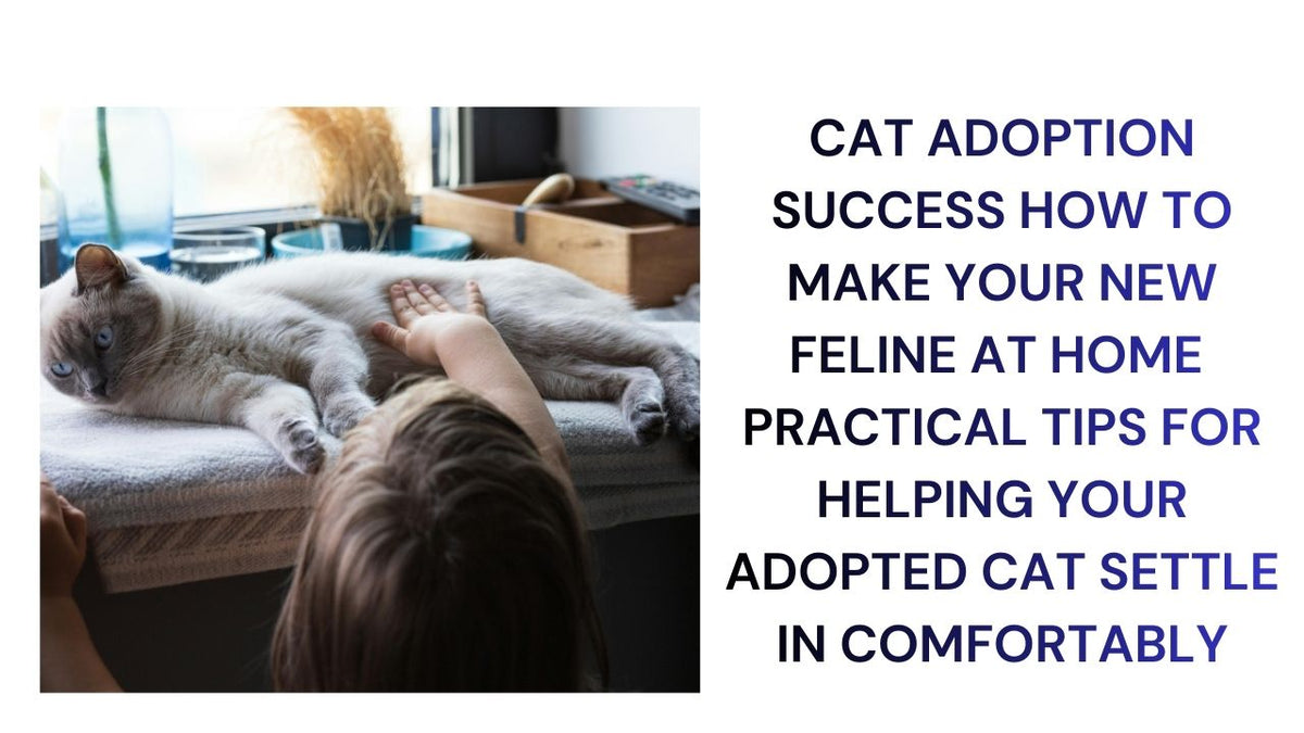 Cat Adoption Success Settling Your New Feline