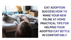 Cat Adoption Success Settling Your New Feline