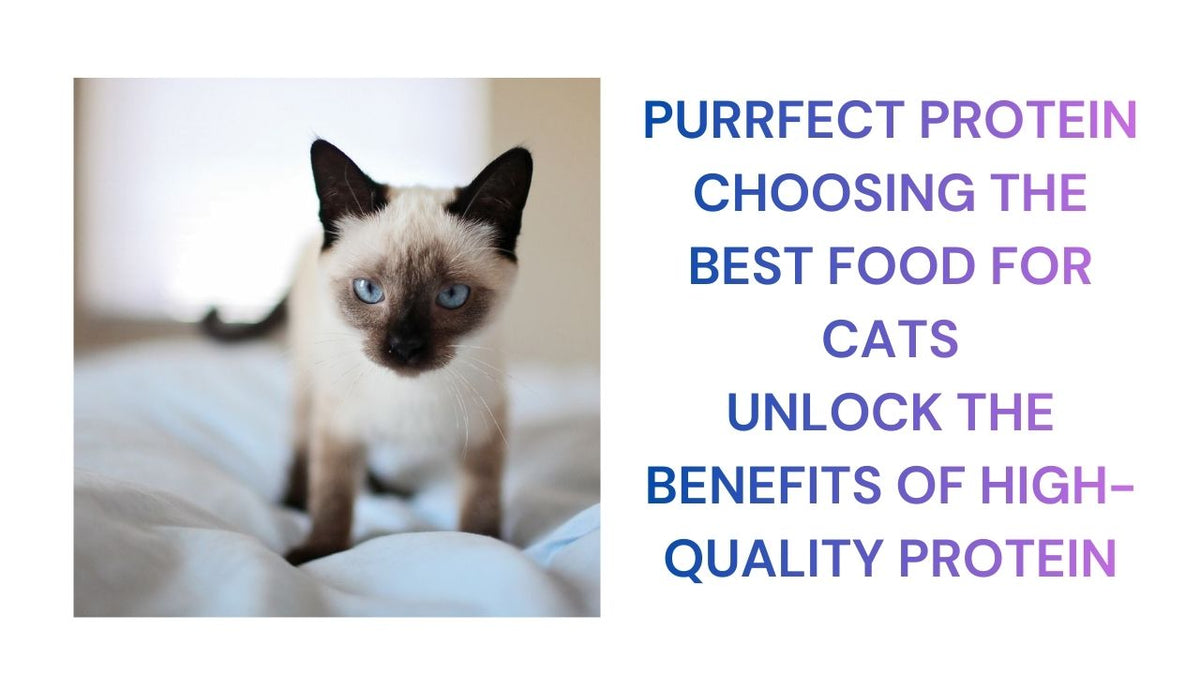 Purrfect Protein The Best Cat Food Choice