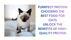Purrfect Protein The Best Cat Food Choice