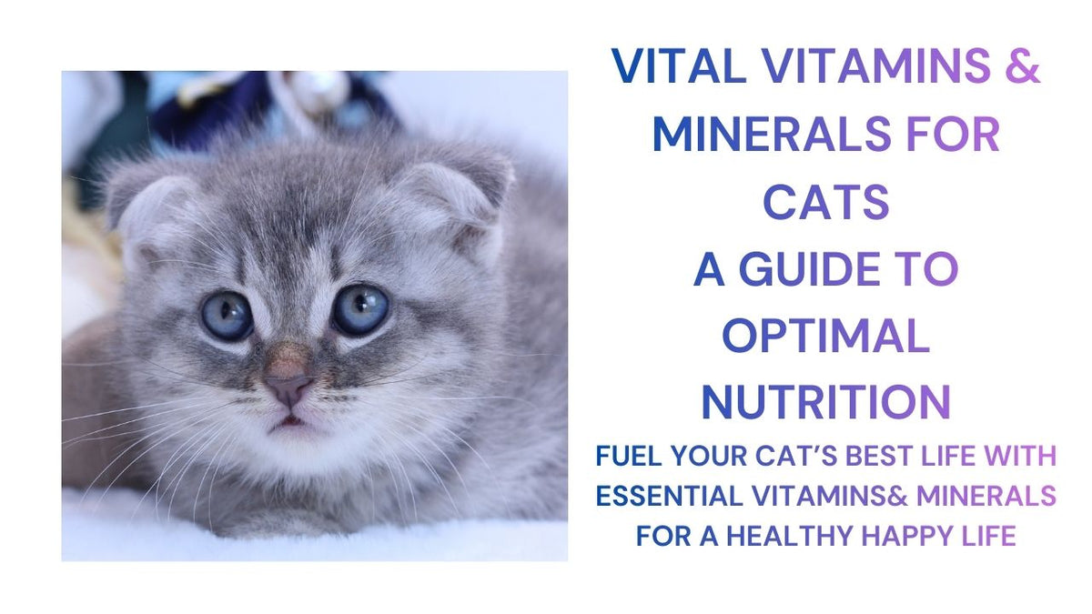 Key Vitamin & Minerals for Cat Health
