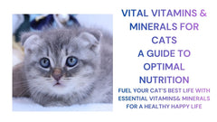 Key Vitamin & Minerals for Cat Health