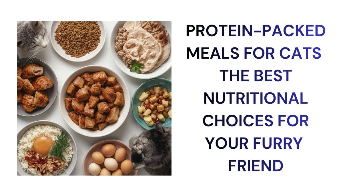 Protein-Packed Meals for Cats Top Nutrious Choices