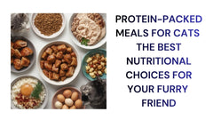 Protein-Packed Meals for Cats Top Nutrious Choices