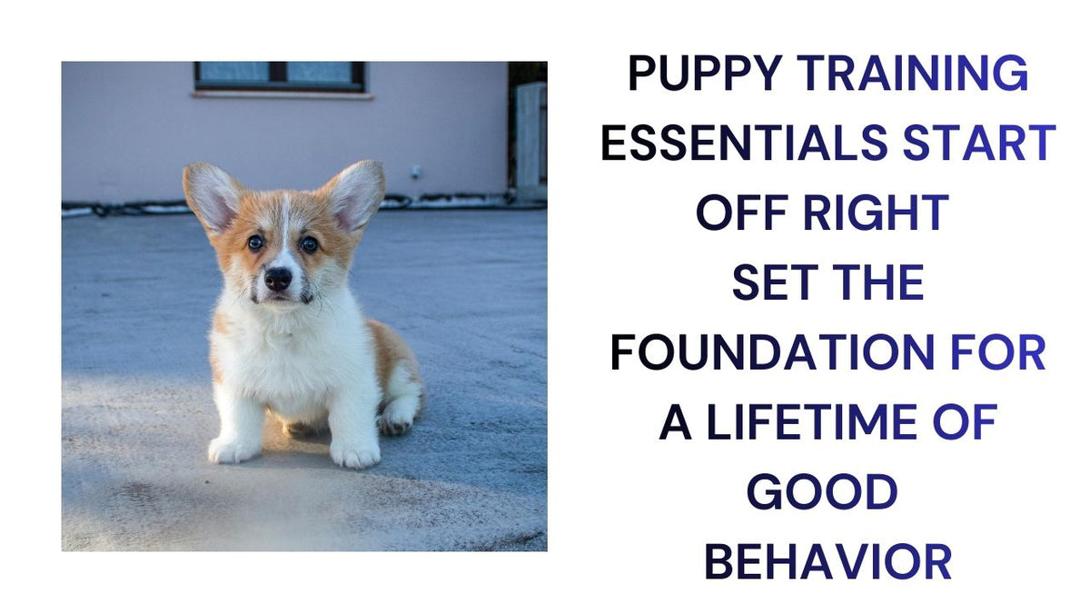 Puppy Training Essentials Start Off Right