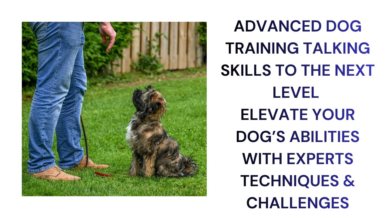 Advanced Dog Training Elevate Your Skills
