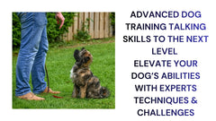 Advanced Dog Training Elevate Your Skills