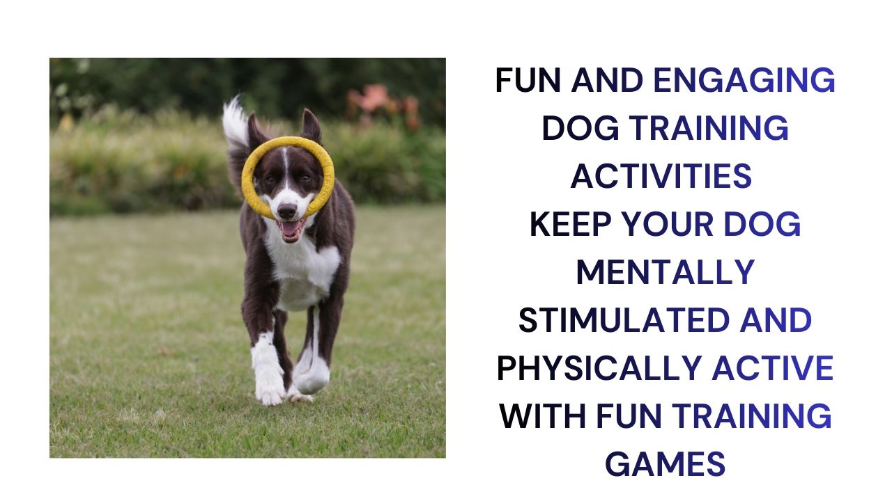 Engaging Dog Training Activities for Fun & Fitness