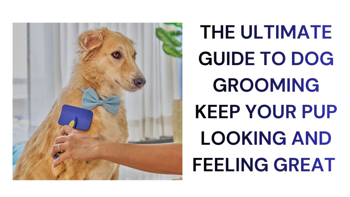 Mastering Dog Grooming Tips & Tricks for a Fawless Pup