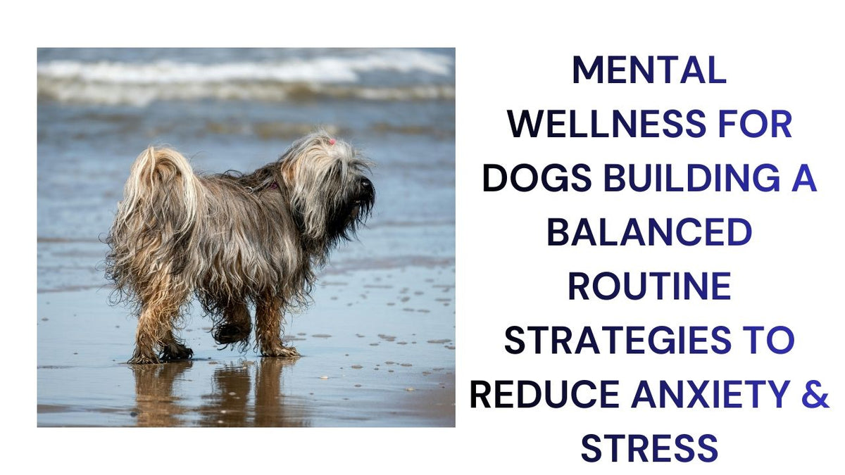 Mental Wellness for Dogs Balanced Routines & Stress Reduction