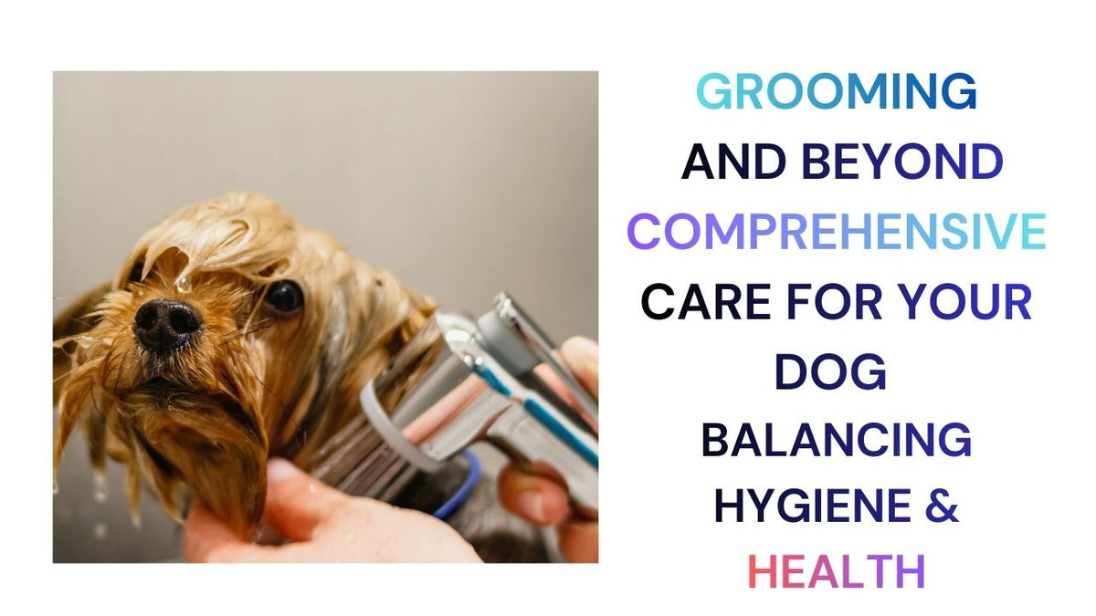 Grooming Beyond Comprehensive Care for Your Dog