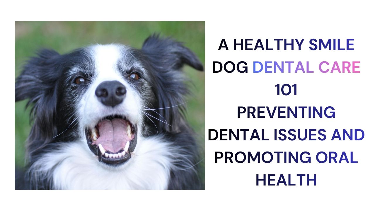 A Healthy Smile Dog Dental Care 101
