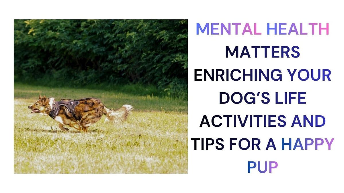 Mental Health Matters Enriching Your Dog's Life and Well-Being