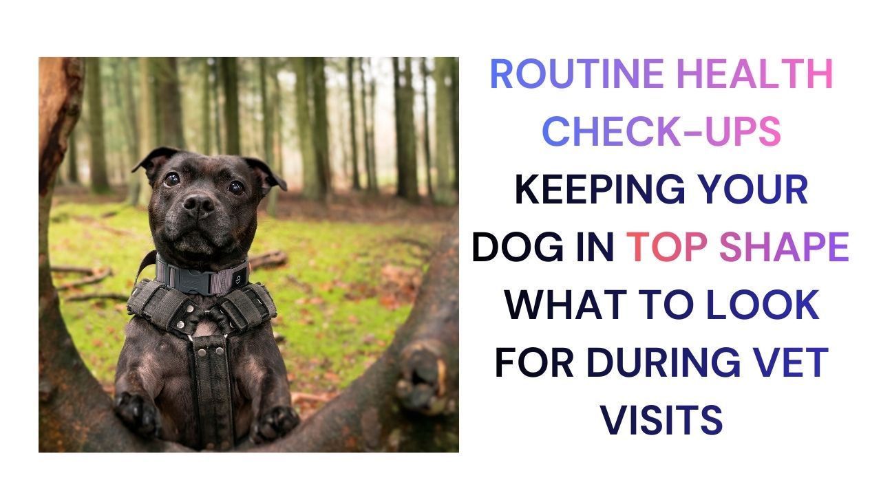 Routine Health Check-Ups Keeping Your Dog in Top Shape