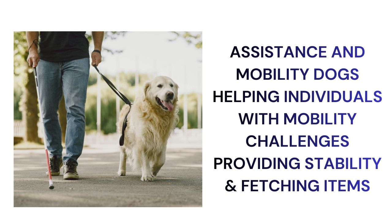 Assistance and Mobility Dogs Enhancing Independence & Quality of Life