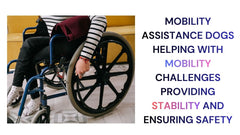 Empowering Lives with Moblity Assistance Dogs