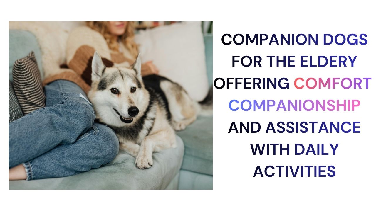 Companion Dogs Enhancing Elderly Lives
