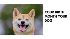Paws and Birth Months Discover Your Dog's Personality Traits